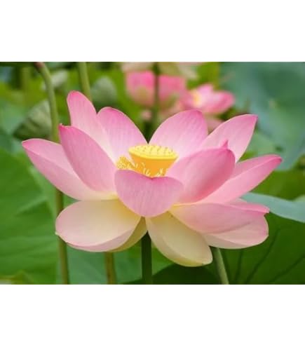 激レア品種ハス インド蓮の種１０個の出品です 来年発芽用 激レア品種ハス インド蓮の種10個の出品です 来年発芽用